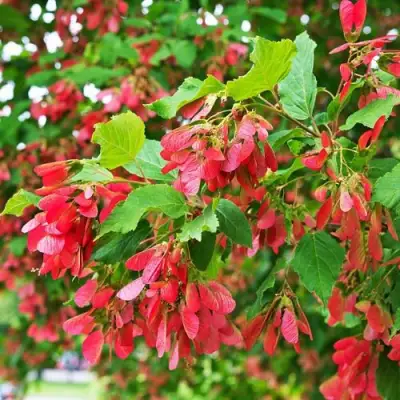 Клен татарский в Минске