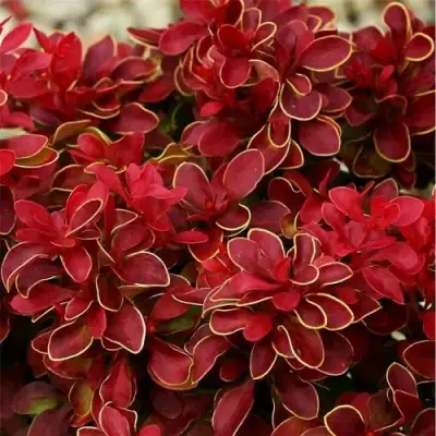 Барбарис РЕД ХОТ ЧИЛИ тунберга в Минске