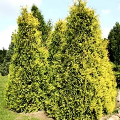Туя САЛЛАНД западная в Минске