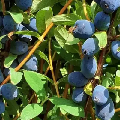 Жимолость съедобная КЛУБНИЧНАЯ СЕНСАЦИЯ в Минске