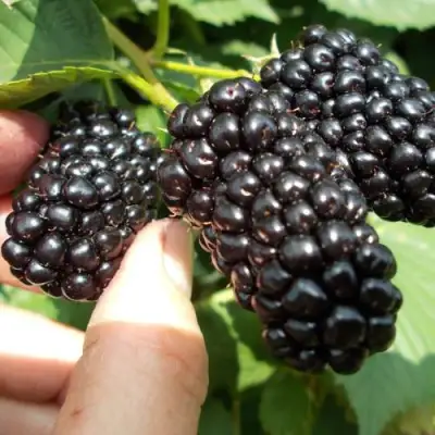 Ежевика НАТЧЕЗ бесшипная  в Минске