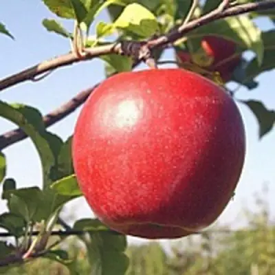 Яблоня ЛИГОЛ в Минске