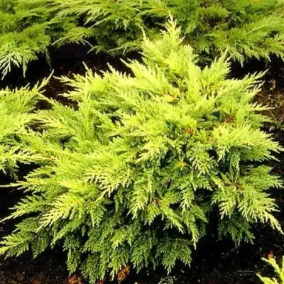 Можжевельник МОРДИГАН ГОЛД средний в Минске