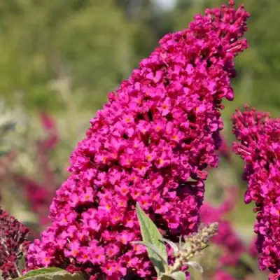 Буддлея давида РОЯЛ РЕД в Минске