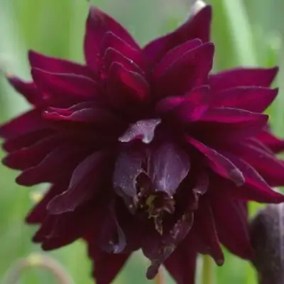 Аквилегия БАРЛОУ БОРДО обыкновенная в Минске