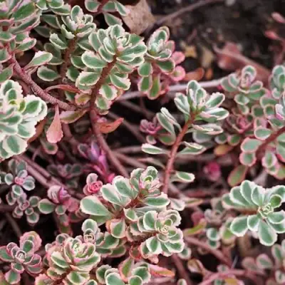 Очиток (седум) ТРИКОЛОР ложный в Минске