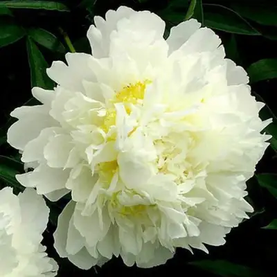 Пион ЗОЛОТОЙ ОРЕОЛ травянистый в Минске