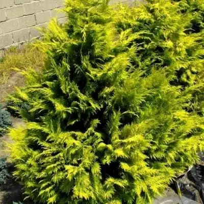 Кипарисовик ГОЛДЕН ВОНДЕР лавсона в Минске