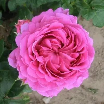 Роза АНУШКА чайно-гибридная в Минске