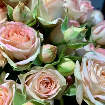 саженцы розы Азоре