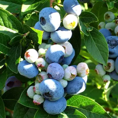 Голубика ВЕЙМУТ в Минске