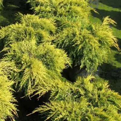 Можжевельник КИНГ ОФ СПРИНГ средний в Минске