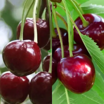 Комплект ВИШНЕВЫЙ ТАНДЕМ в Минске