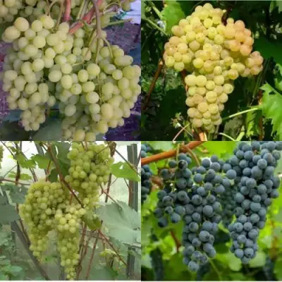 Комплект ВИНОГРАДНАЯ РАДУГА в Минске