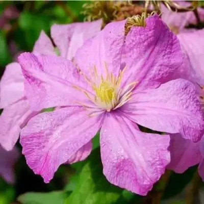 Клематис КОМТЕСС ДЕ БУШО в Минске