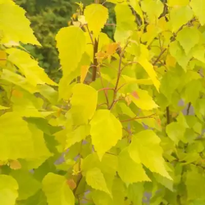 Берёза ГОЛДЕН ОБЕЛИСК повислая  в Минске