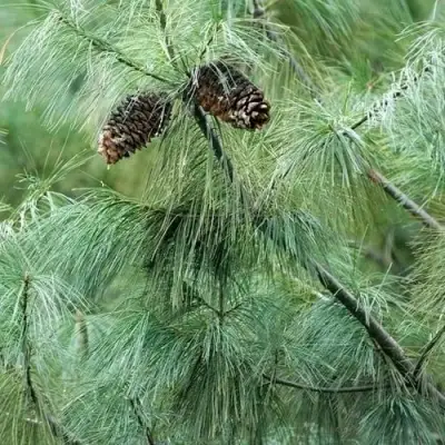 Сосна АРМАНДИ в Минске