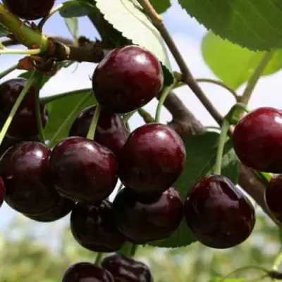 Дюк ИВАНОВНА в Минске