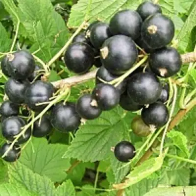 Смородина чёрная ЧЁРНЫЙ АИСТ в Минске