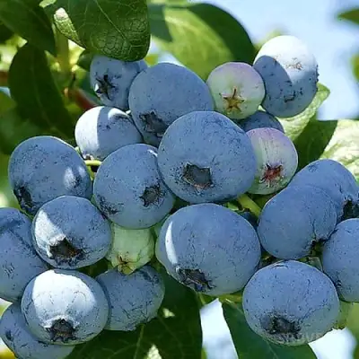 Голубика НУИ в Минске