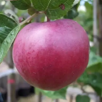 Яблоня НОРИС в Минске