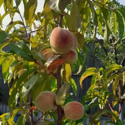 Персик ЕЛГАВСКИЙ в Минске