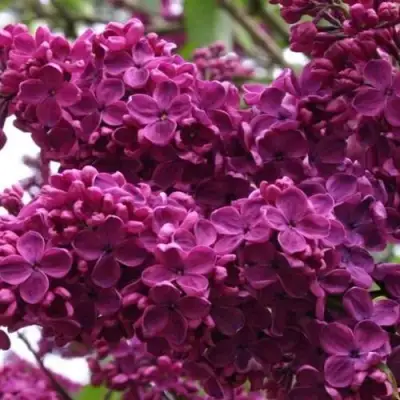 Сирень ЧАРЛЬЗ ДЖОЛИ в Минске