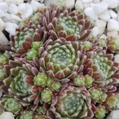 Молодило МОРКЕРС МЕРИТ в Минске