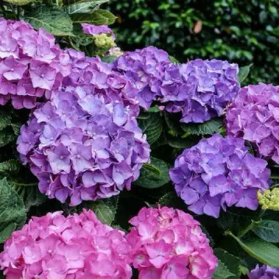 Гортензия ГАМБУРГ крупнолистная в Минске