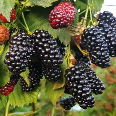 Ежевика НАТЧЕЗ бесшипная  в Минске