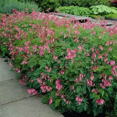 Дицентра изящная в Минске