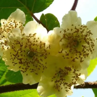 Актинидия АТЛАС (МУЖСКОЙ) киви в Минске