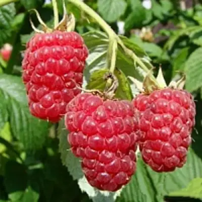 Малиновое дерево ТАРУСА в Минске