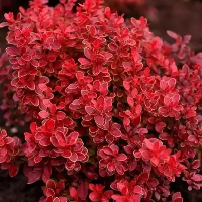 Барбарис РЕД ХОТ ЧИЛИ тунберга в Минске