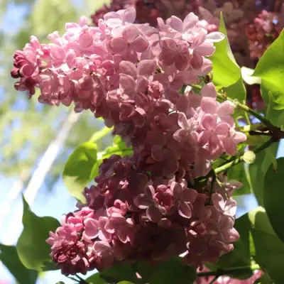 Сирень МЕДОВЫЙ СПАС в Минске