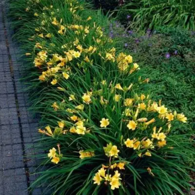 Лилейник СТЕЛЛА ДЕ ОРО гибридный в Минске