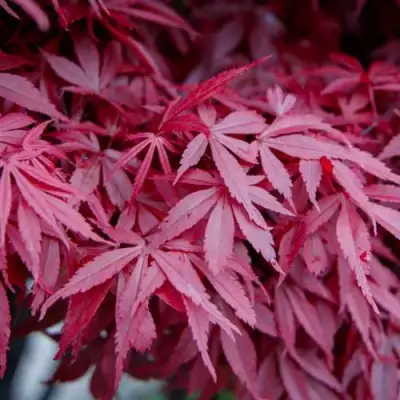 Клен дланевидный АТРОПУРПУРЕУМ в Минске