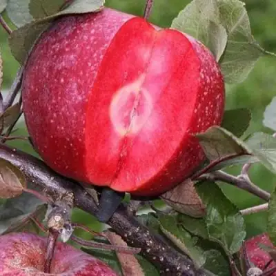 Яблоня РЕД КЕТТИ в Минске