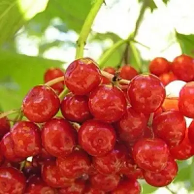 Калина КИЕВСКАЯ САДОВАЯ в Минске