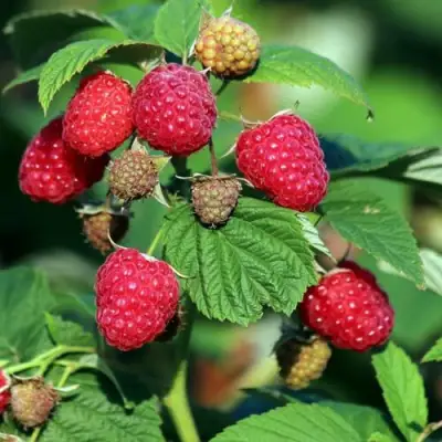 Малиновое дерево СКАЗКА в Минске