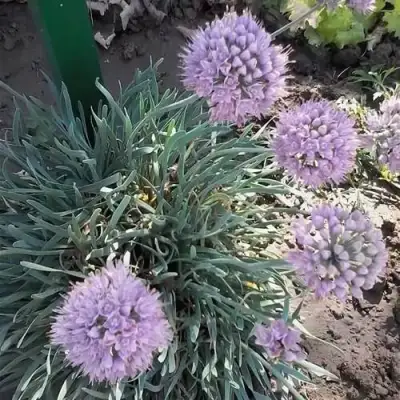 Лук СПИРАЛИС горный в Минске