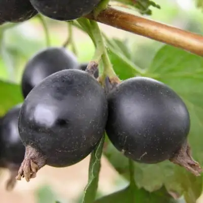 ЙОШТА в Минске