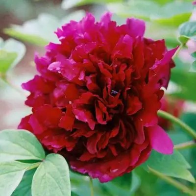 Пион ГАЛАКТИКА травянистый в Минске