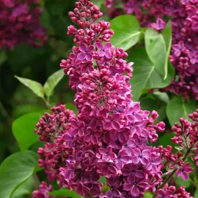 Сирень ЗНАМЯ ЛЕНИНА в Минске