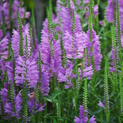 Физостегия РОЗЕЯ виргинская в Минске