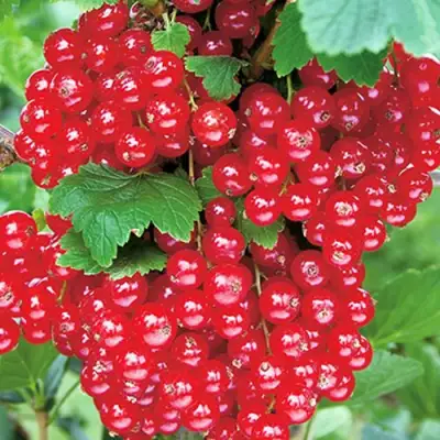 Смородина красная РУДНЕУС в Минске