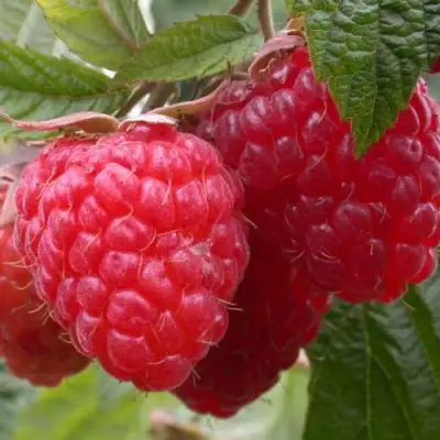 Малина ПИНГВИН в Минске