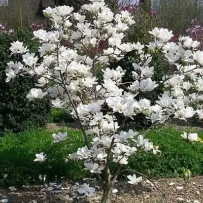 Магнолия АЛЬБА СУПЕРБА в Минске