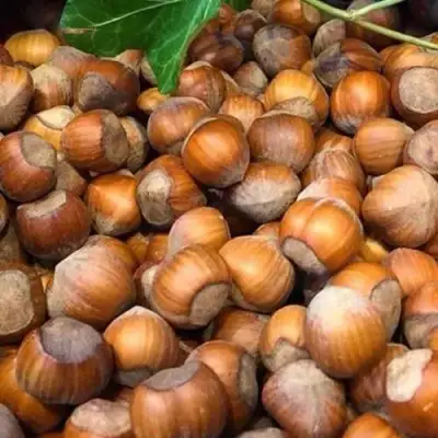 Фундук ТОНДА ДЖИФФОНИ в Минске