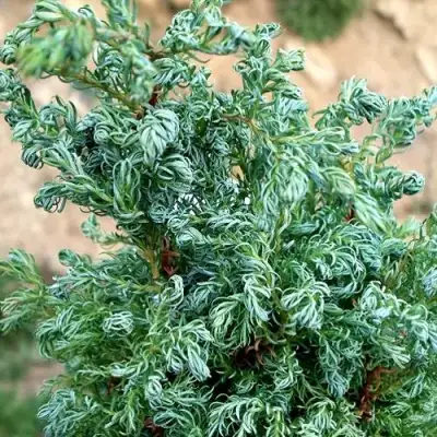 Кипарисовик БЕБИ БЛЮ горохоплодный в Минске